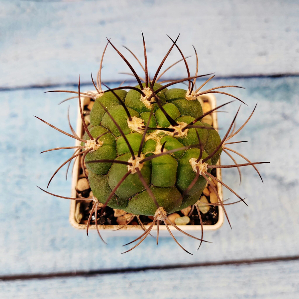 Gymnocalycium Saglionis (Гимнокалициум Сальо)