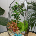 Готовый флорариум бонсай Лигуструм Скала с озером