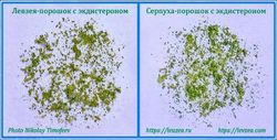 Серпуха порошок с экдистероном и Левзея порошок