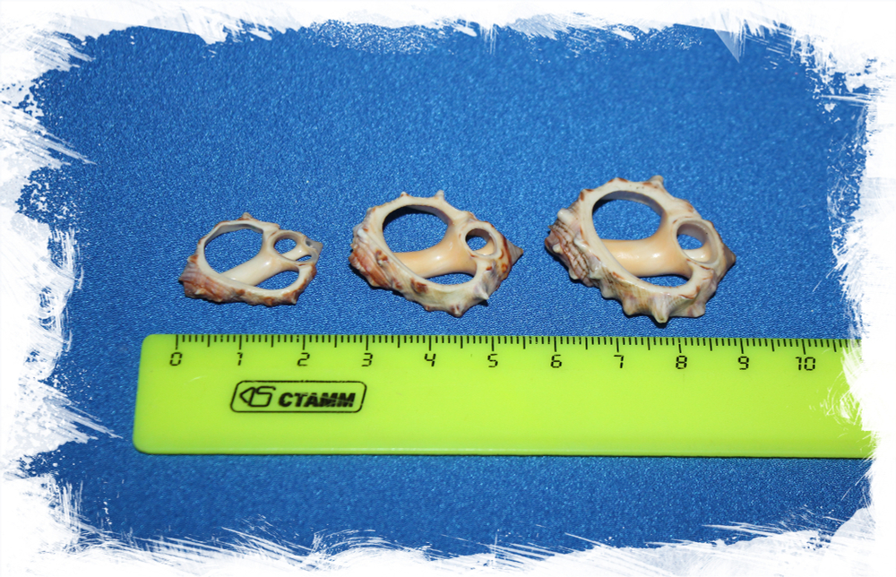 Срез ракушки Друпа для рукоделия