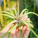Тилландсия novakii x streptophylla GREX BATCH M (T45)