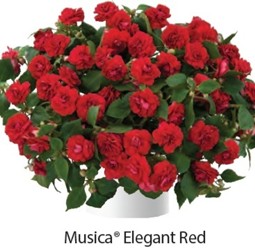 Бальзамин Musica Elegant Red ОКС укорененный черенок 1-10 марта
