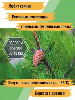 Сосна обыкновенная рассада и саженцы хвойных деревьев