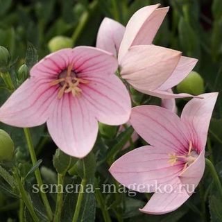 Платикодон  крупноцветковый Астра Пинк F1 100 семян