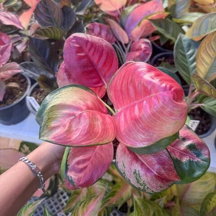 Аглаонема PINK LOTUS