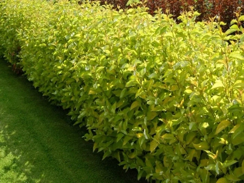 Дерен белый «Ауреа» (Cornus alba «Aurea»)