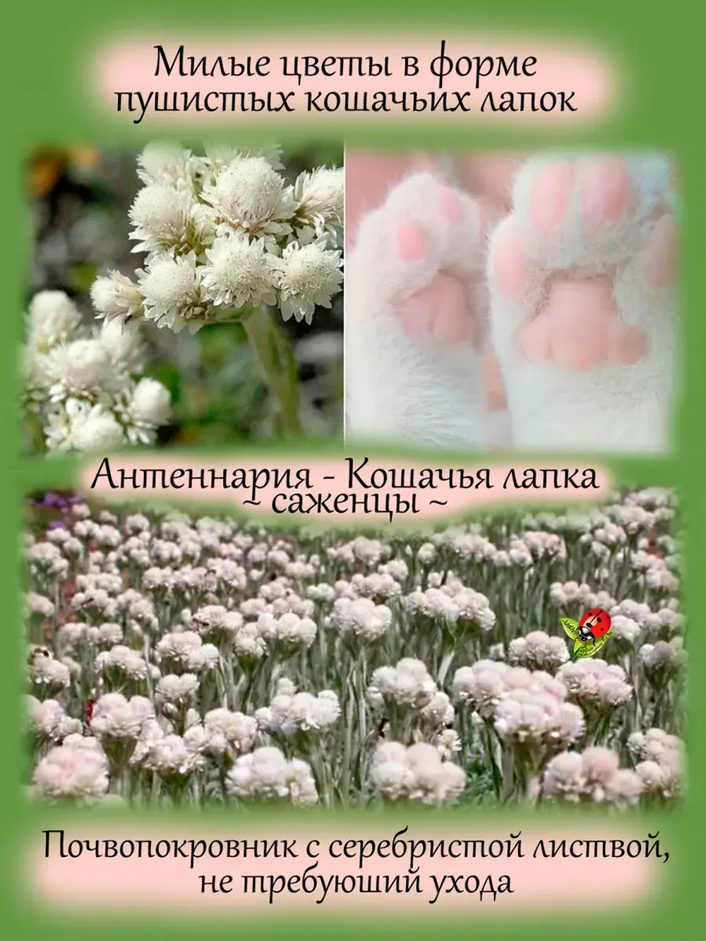 Антенария Кошачья лапка белая многолетник