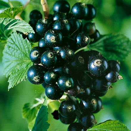 Смородина Бен Тисел черная