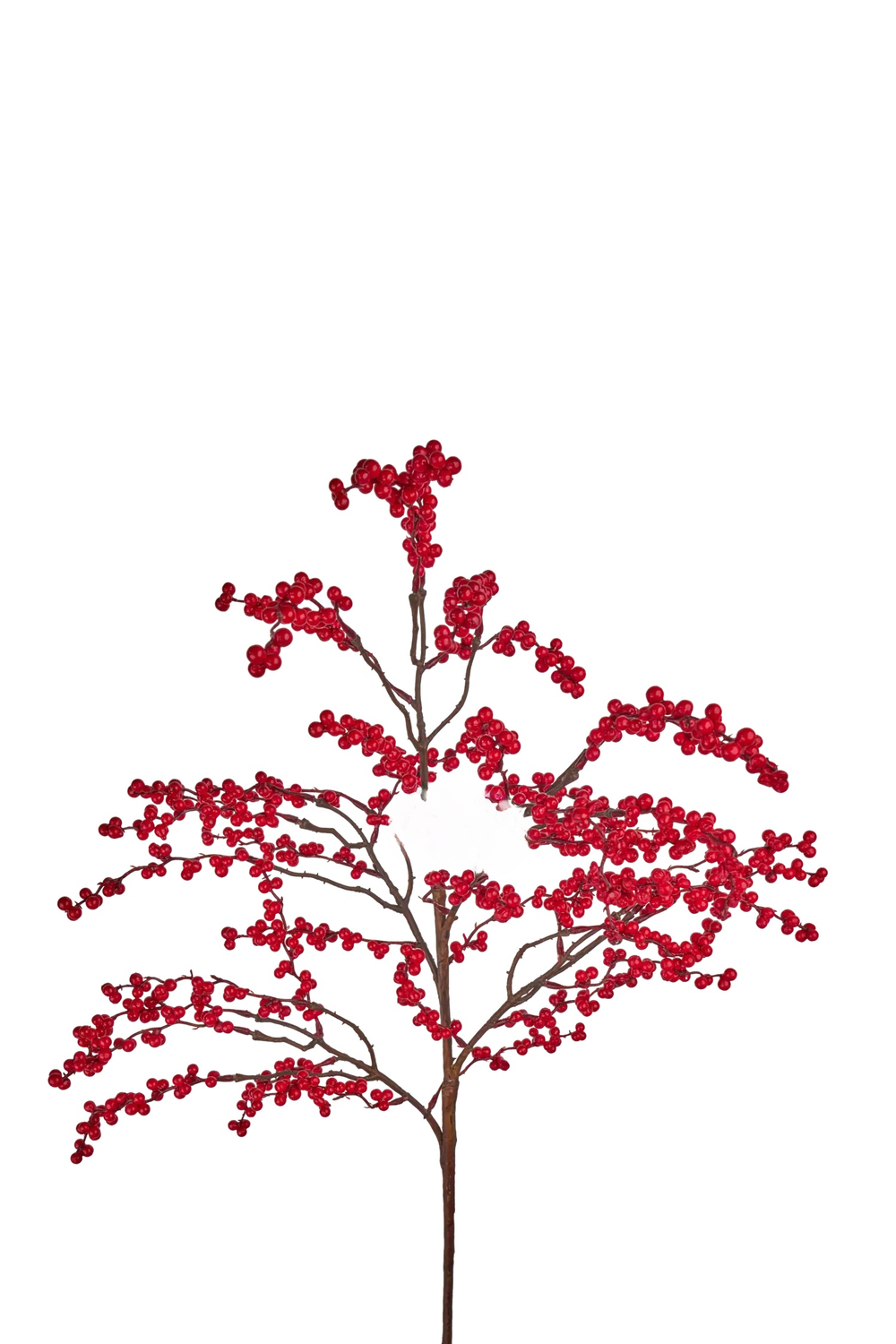 Илекс ветка большая