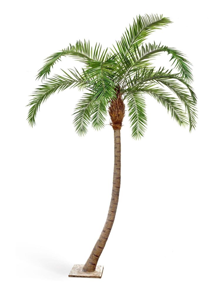 Гигантская изогнутая Финиковая пальма, в- 330 см, 390 см