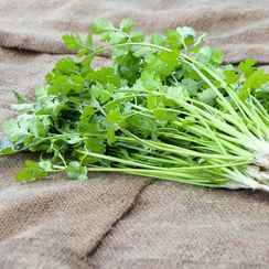 КАРИБЕ семена кориандра (Bejo | Alexagro)