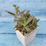 Kalanchoe Serrata (Каланхоэ)