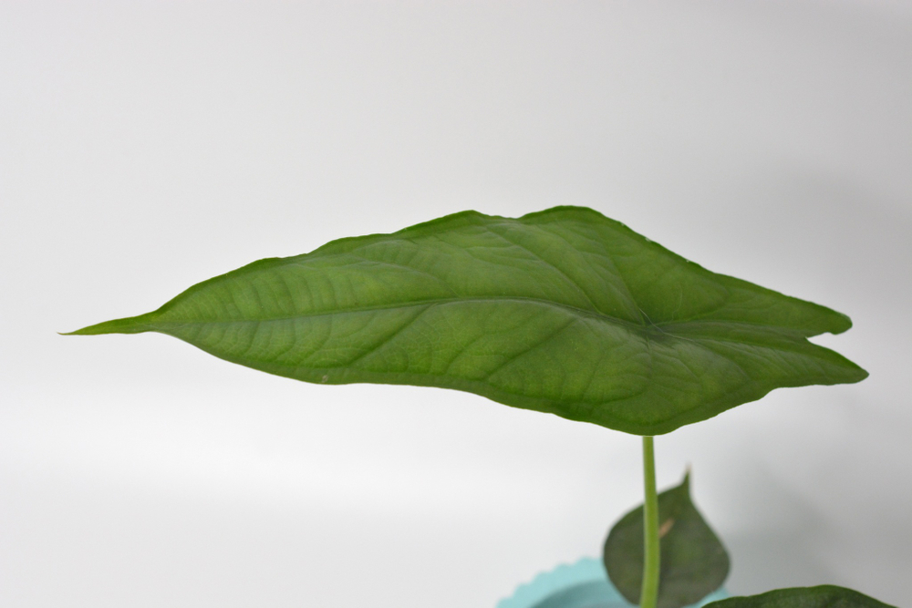 Алоказия Драгон Бреф / Alocasia Dragon Breath