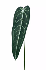 Антуриум Варока 82см