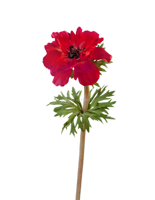 Анемон красно-бордовый