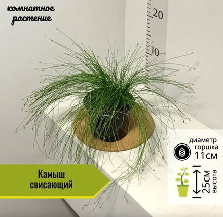 Камыш свисающий, D11см H25см, 1шт, Россия