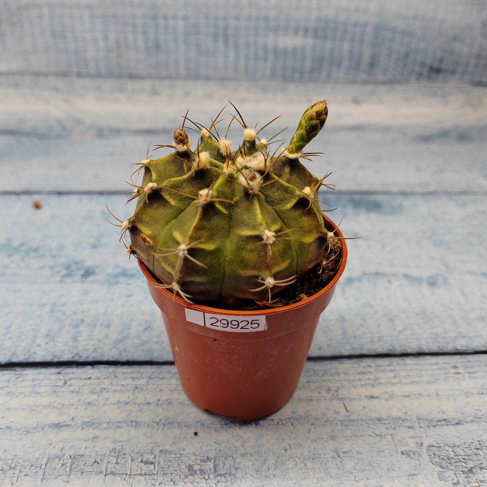 Gymnocalycium Friedrichii (Гимнокалициум)
