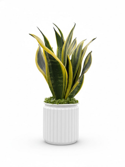 Сансевиерия Mini Forest д.12 горшок с автополивом