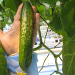 Мономах F1 семена огурца партенокарпического (Гавриш)