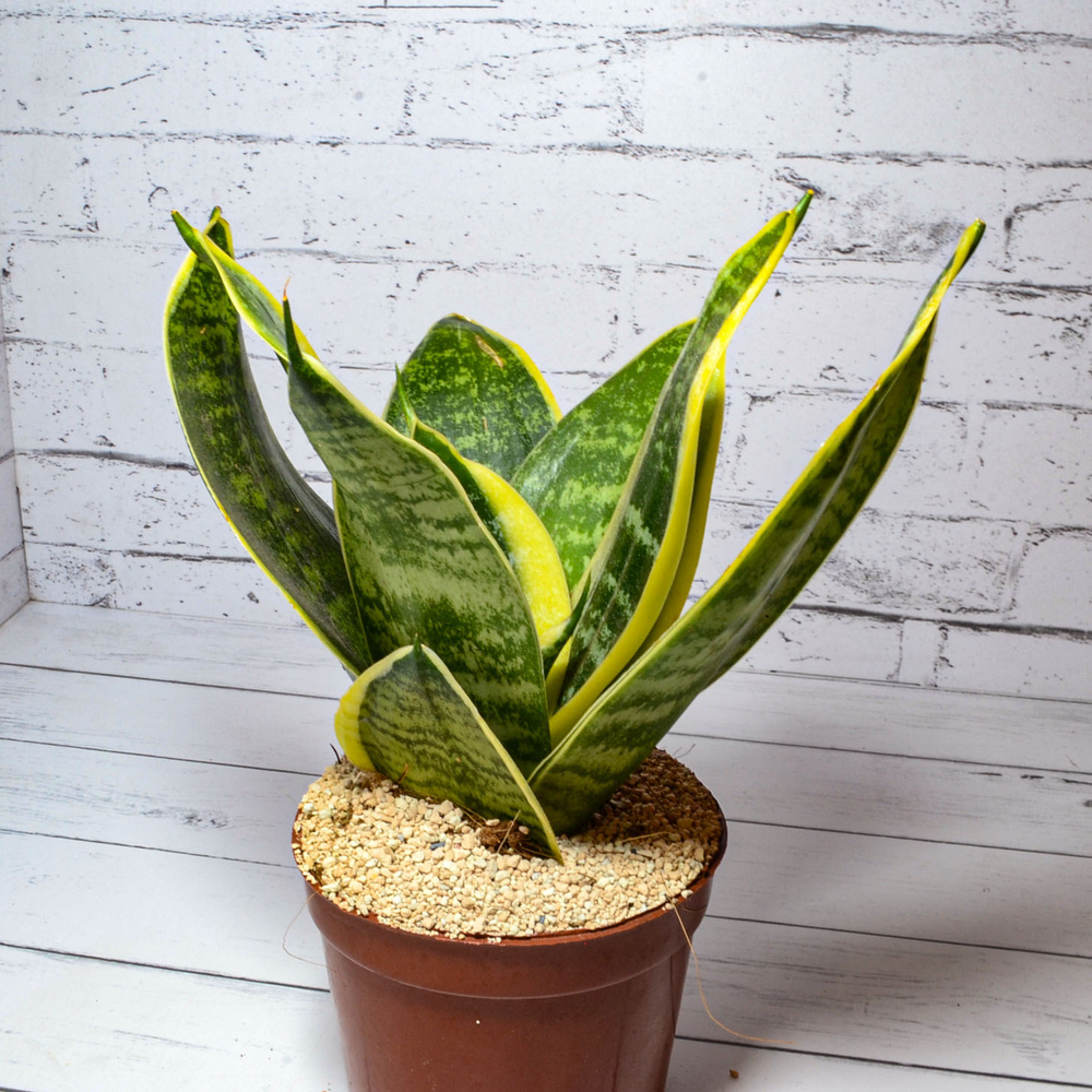 Sansevieria Golden Hahnii (Сансевиерия)