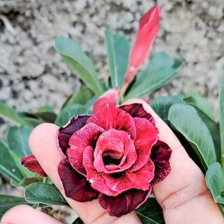 Адениум SUKOHARJO MAKMUR