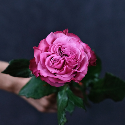 Купить Розы пионовидные Country Blues