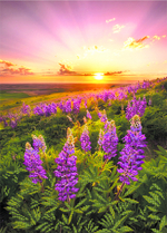 "Люпины"-4036 ткань с нанесенным рисунком