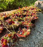 Земляная Свеча. Большая Красная. Материализация. Страсть и Сила + ПОДАРОК