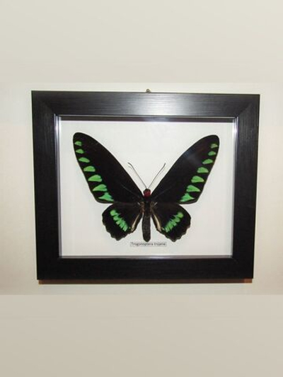 Бабочка Trogonoptera trojana в рамке