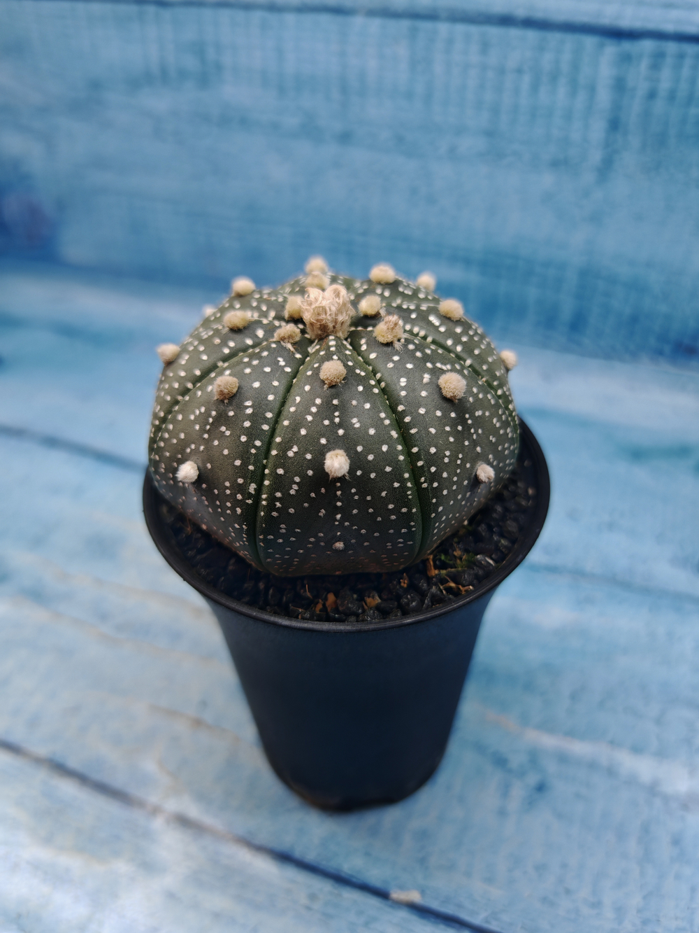 Astrophytum Asterias (Астрофитум)