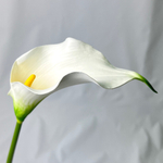 Калла белая