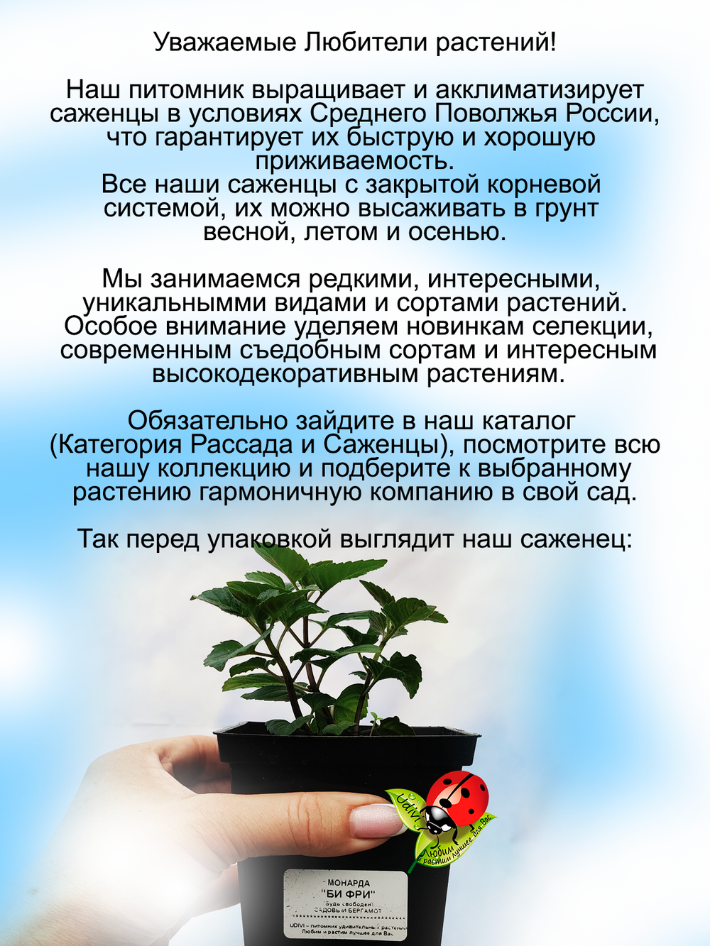 Монарда Би Фри садовый бергамот