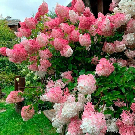 Гортензия метельчатая "Vanilla Fraise"