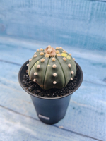 Astrophytum Asterias variagate (Астрофитум)