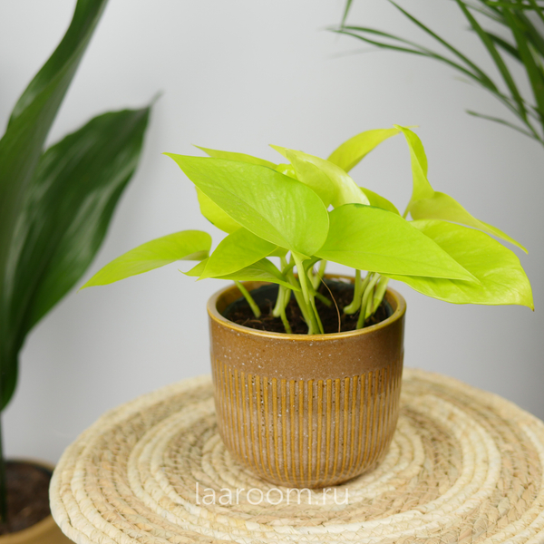 Эпипремнум Голден Потос 12/15