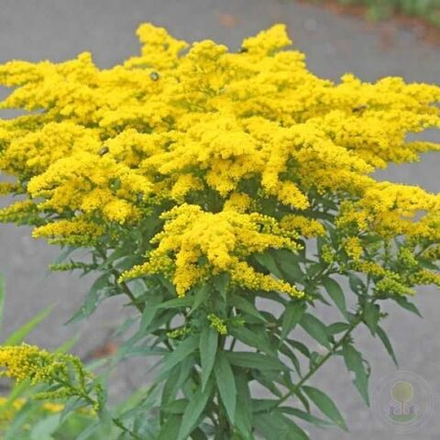 Золотарник гибридный Страхленкрон С2