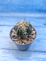 Astrophytum Myriostigma Fukuryu (Астрофитум)