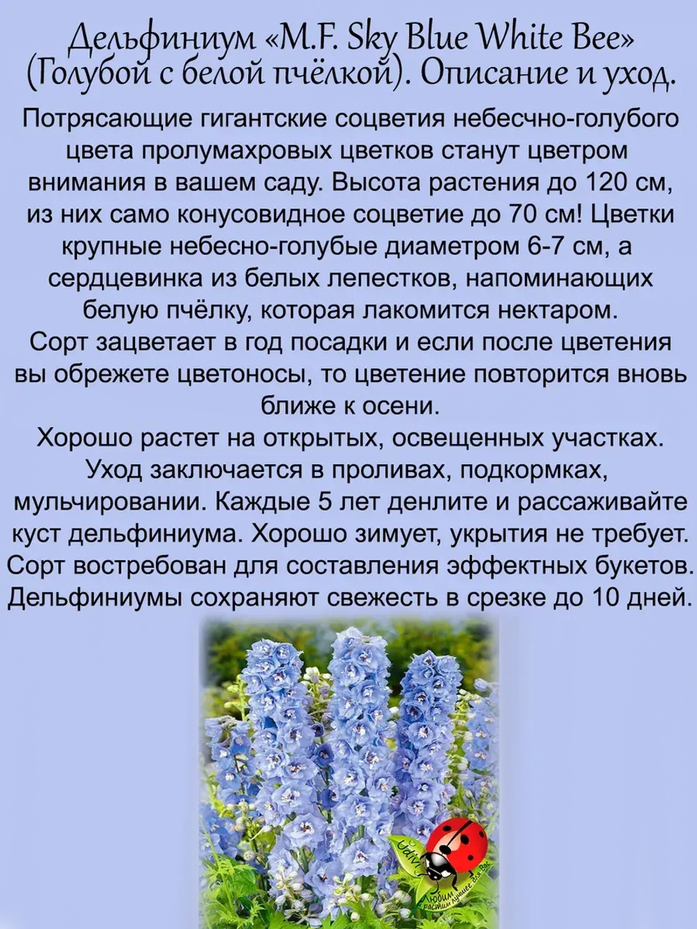 Дельфиниум Голубой с белой пчёлкой многолетний