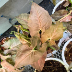 Сингониум CHOCOLATE WHITE VEIN