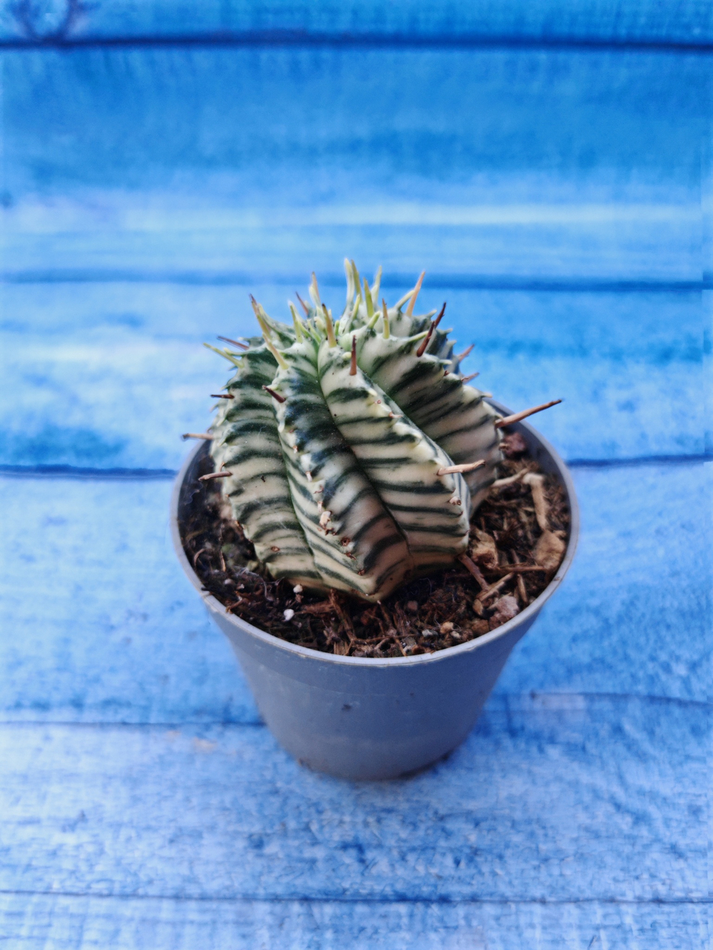 Euphorbia meloformis f. Variegated (Эуфорбия вариегатная)