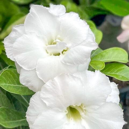 Адениум STAR WHITE
