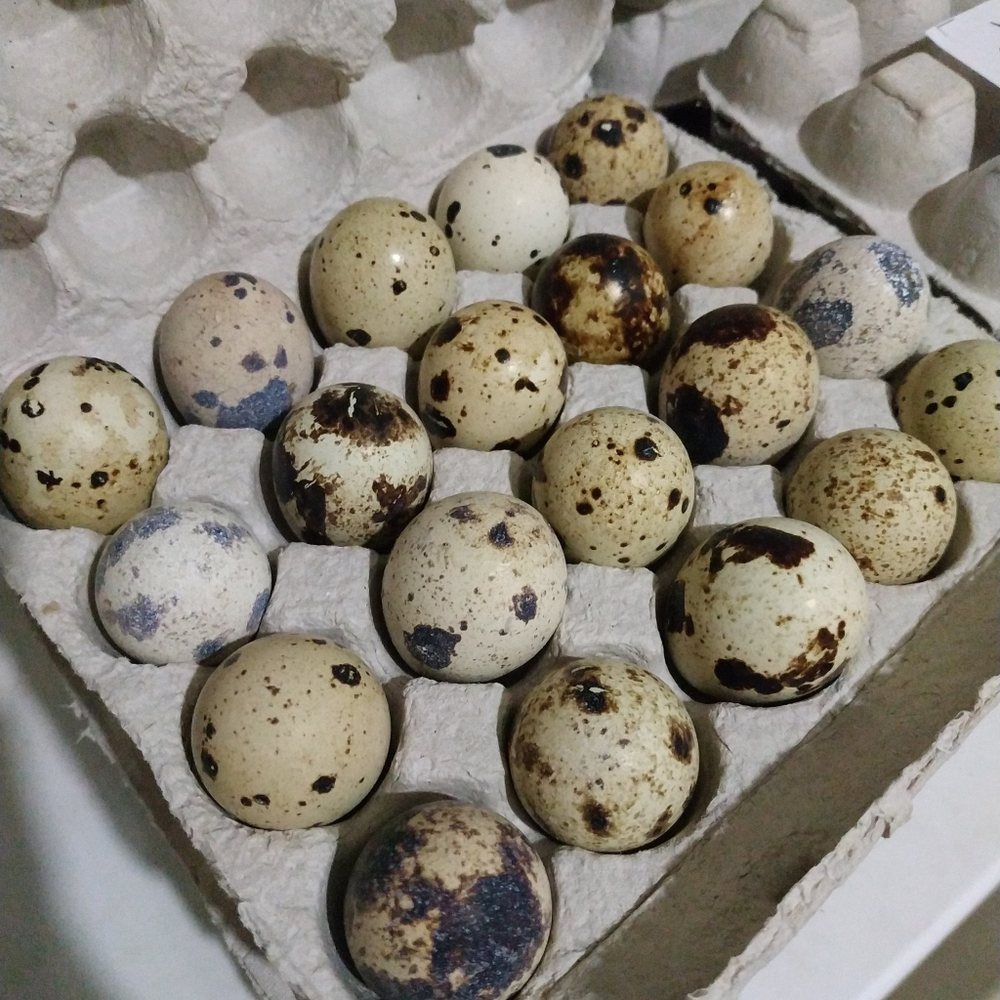 Яйца перепелиные, отборные (упаковка 20 шт.)