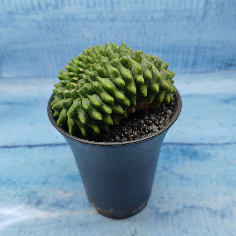Gymnocalycium Spineless Crested form (Гимнокалициум Кристатный)