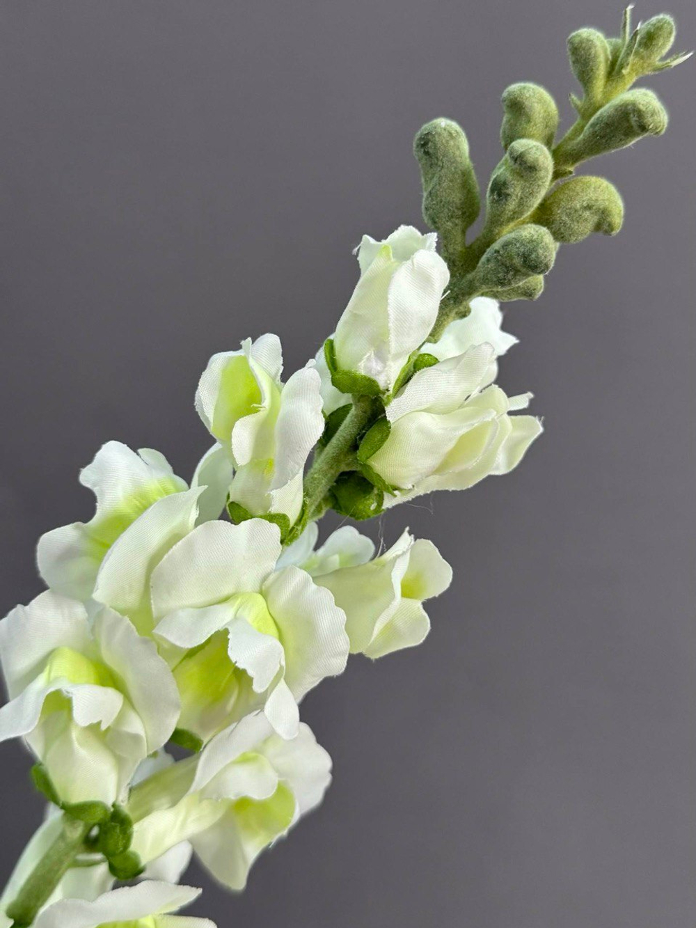 Антирринум белый (h60 см)