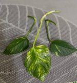 Эпипремиум золотистый лиана срез, длина 10- 15см, (2шт свежий срез)