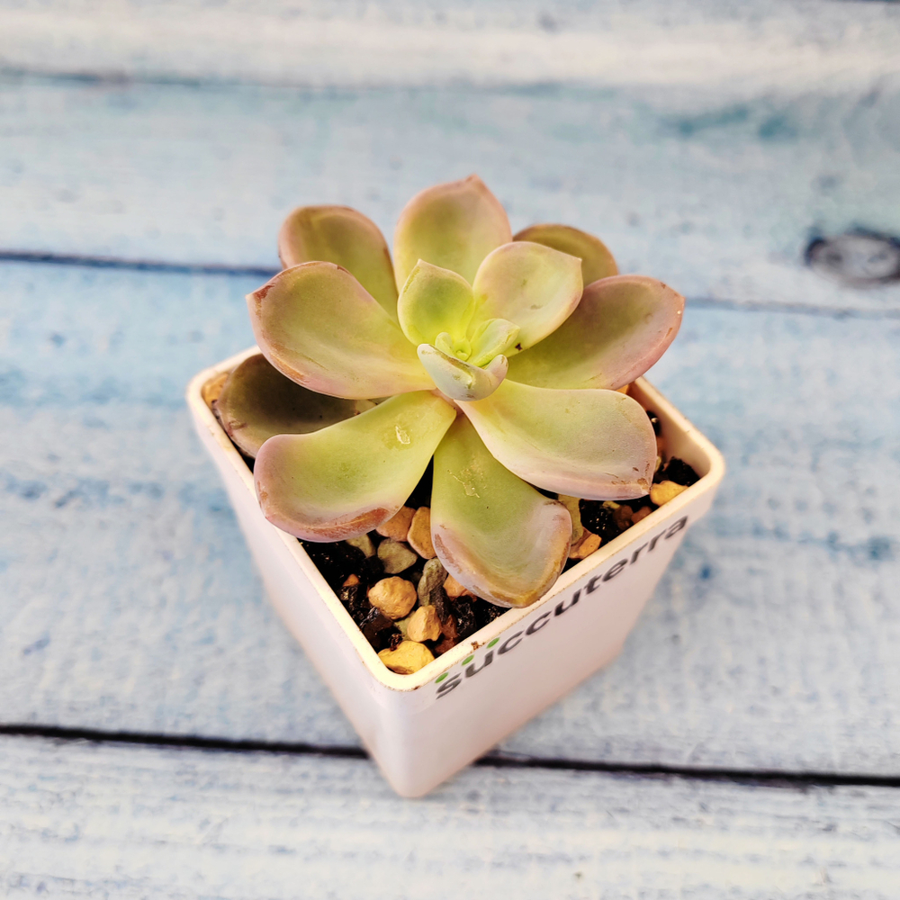 Echeveria Orpet (Эхеверия)