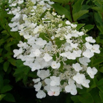 «Киушу» (Kyushu) Метельчатая Гортензия Р9