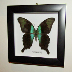 Бабочка Papilio peranthus в рамке