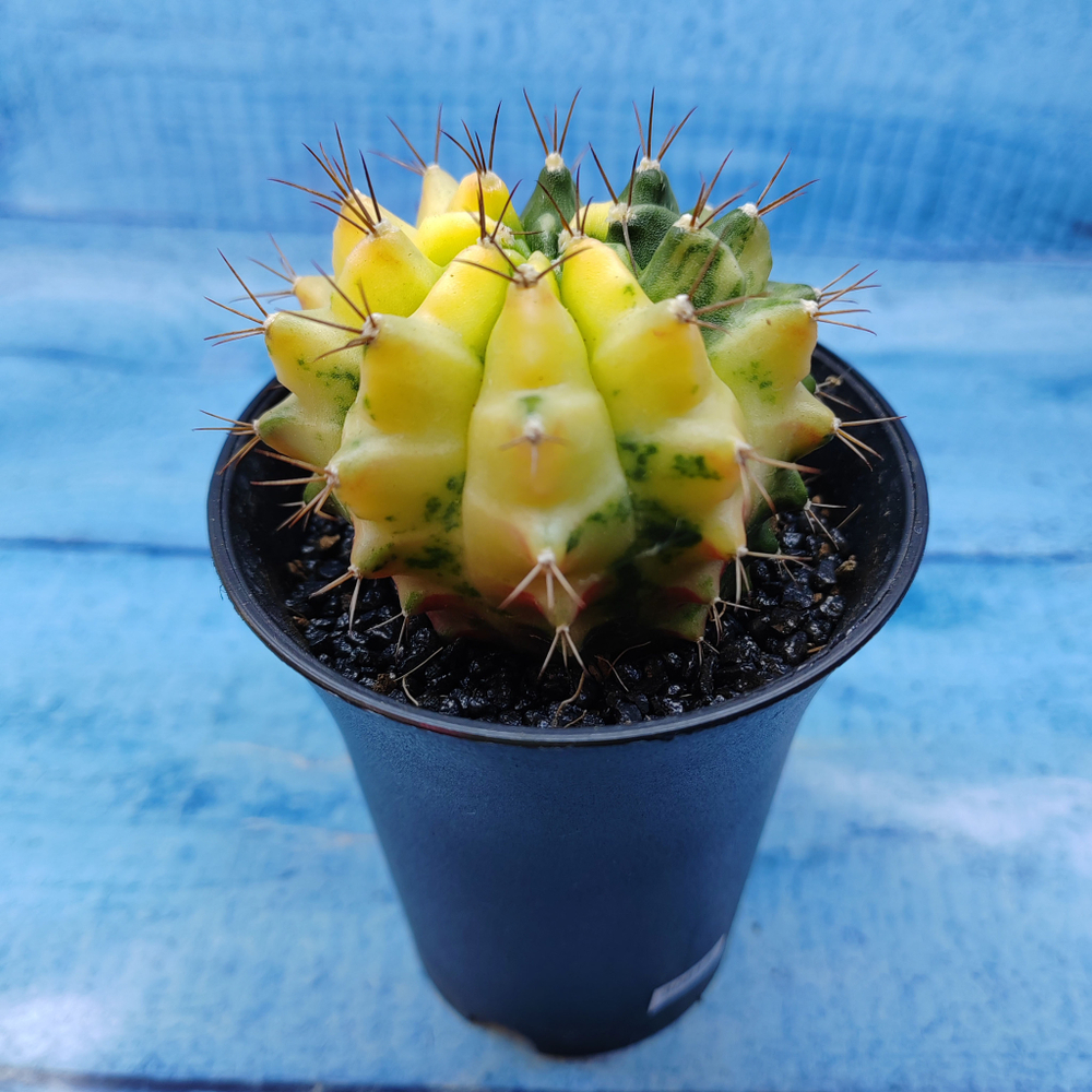Gymnocalycium Variegata (Гимнокалициум Вариегатный)