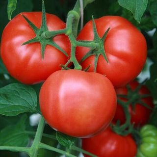 Томат Ляна  50  грамм